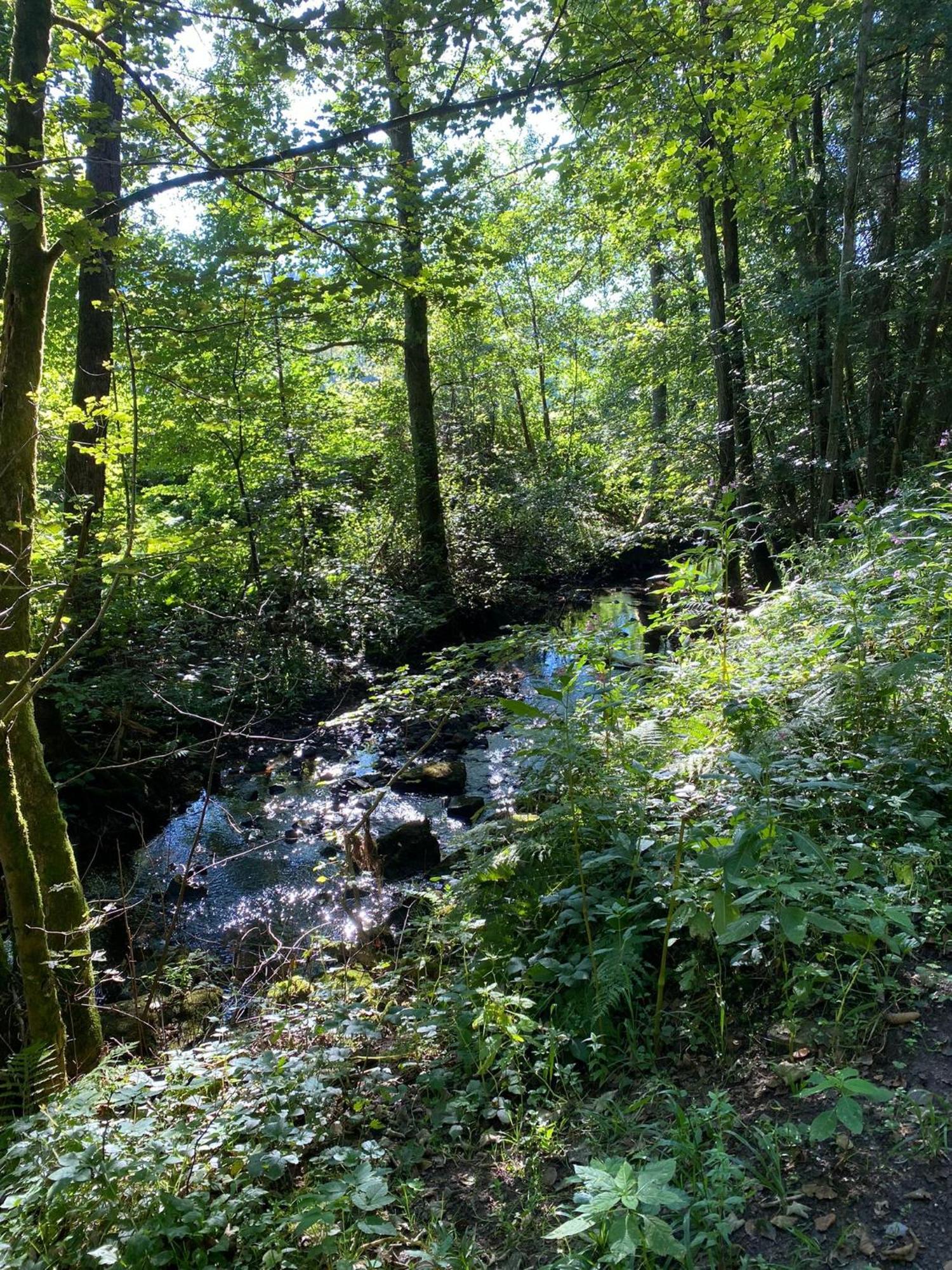 Ferienhaus Vulkaneifel Abtei Himmerod Großlittgen Exteriör bild