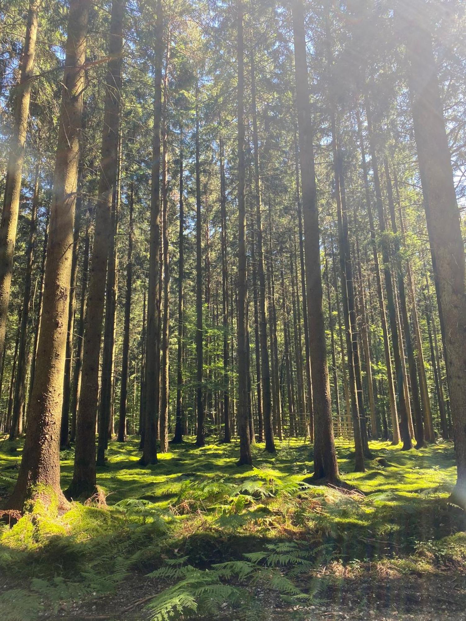 Ferienhaus Vulkaneifel Abtei Himmerod Großlittgen Exteriör bild
