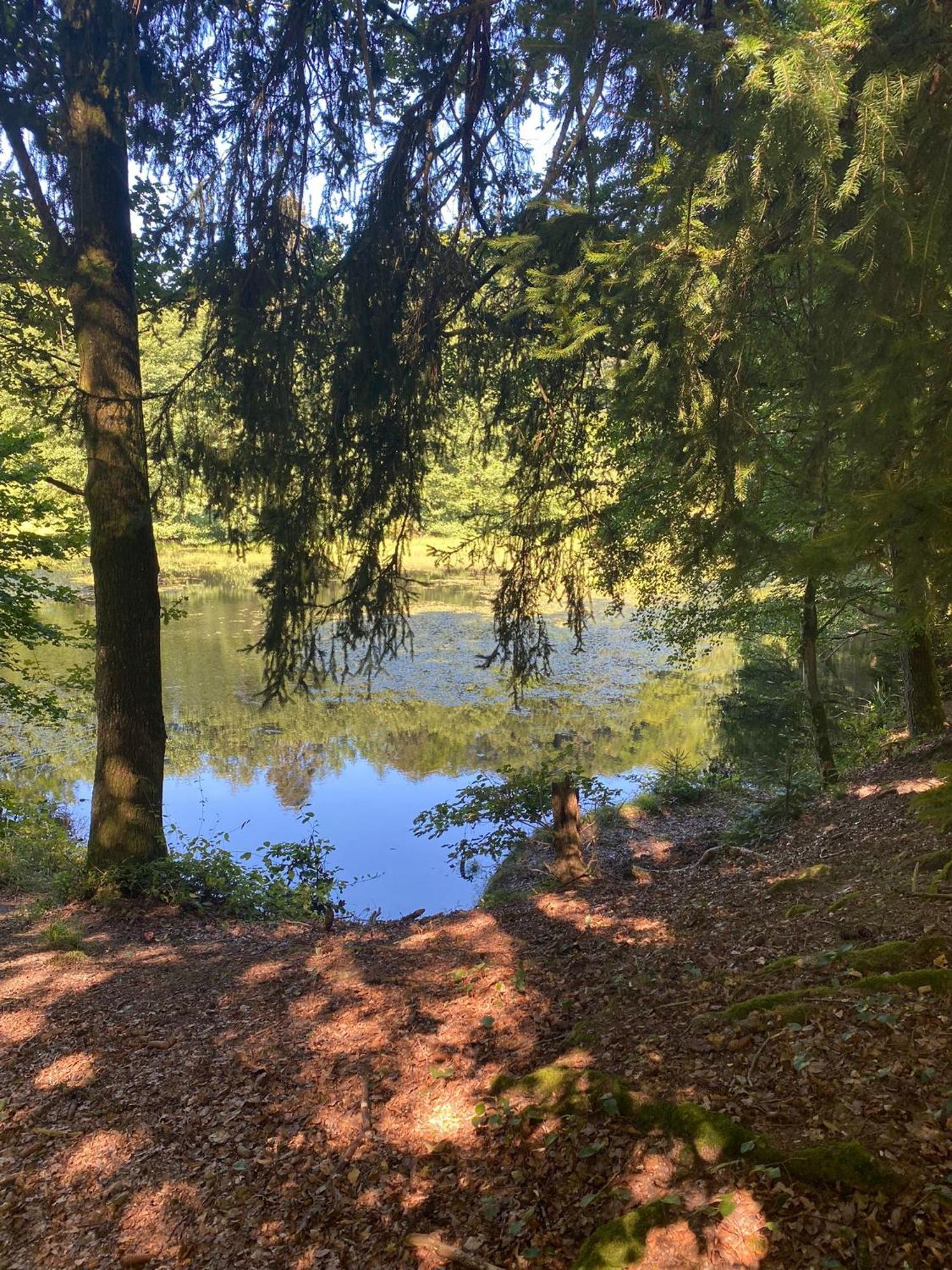 Ferienhaus Vulkaneifel Abtei Himmerod Großlittgen Exteriör bild